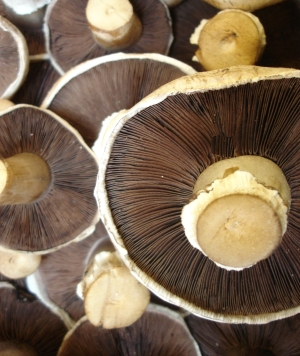 Թունավոր սունկ