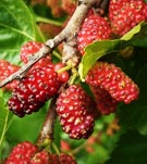 Սև թթի մուրաբա
