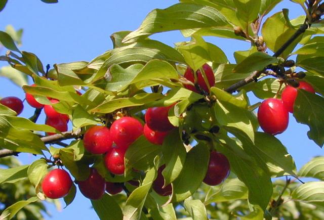 Հոնի Մուրաբա